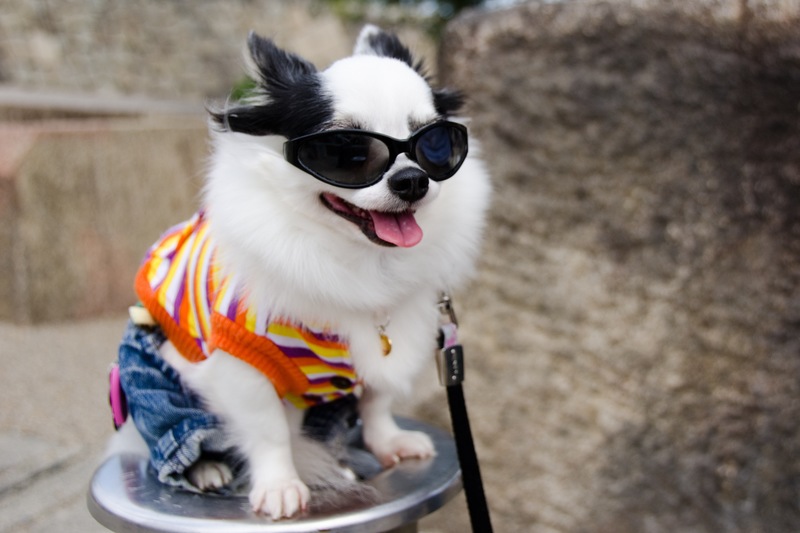 Florida Travel Tips: Caring for Your Canine While You’re Away